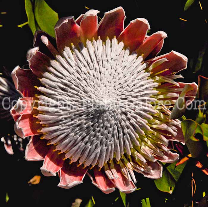 PGC-P-Protea-cynaroides-04-2012-3.JPG-1