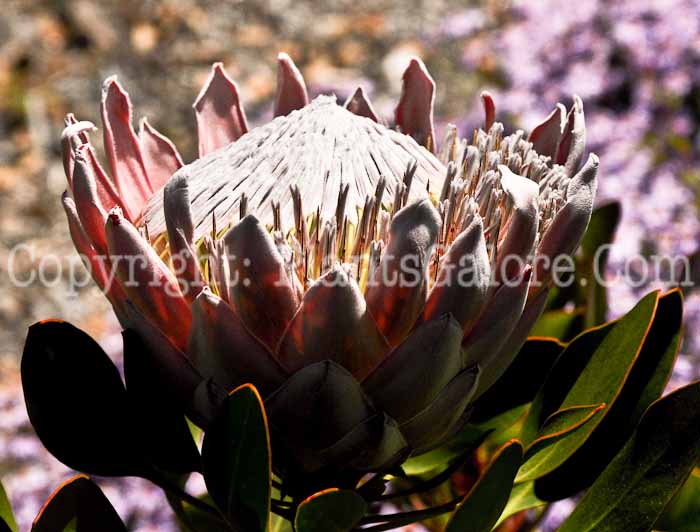 PGC-P-Protea-cynaroides-04-2012-3.JPG-2