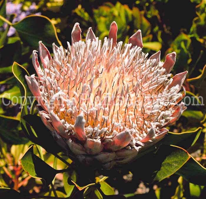 PGC-P-Protea-cynaroides-04-2012-3.JPG-3