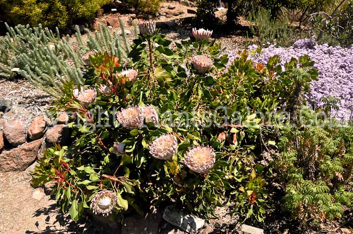 PGC-P-Protea-cynaroides-04-2012-3.JPG-4