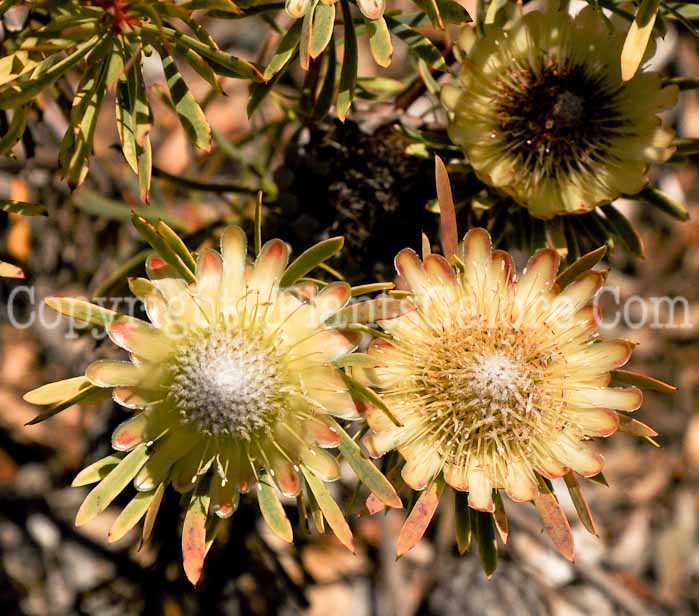 PGC-P-Protea-scolymocephala-04-2012-3.JPG-1