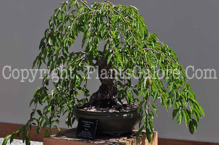 PGC-T-Prunus-aka-Weeping-Cherry-813-1