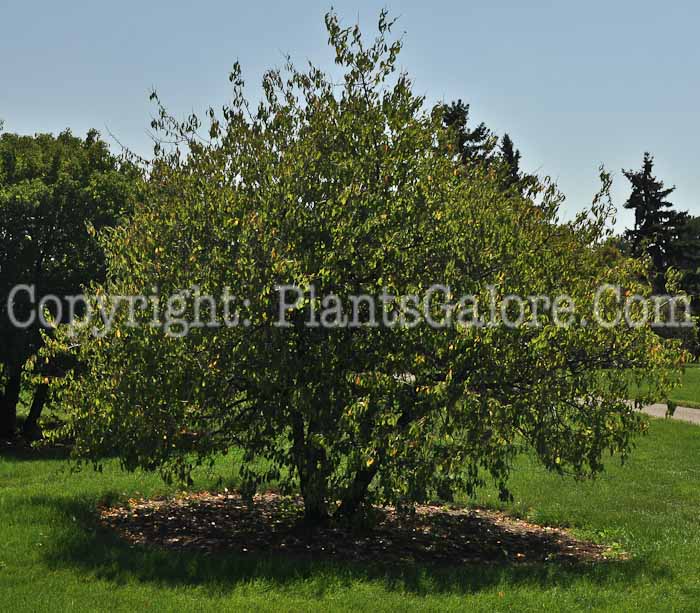 PGC-T-Prunus-americana-aka-American-Plum-1