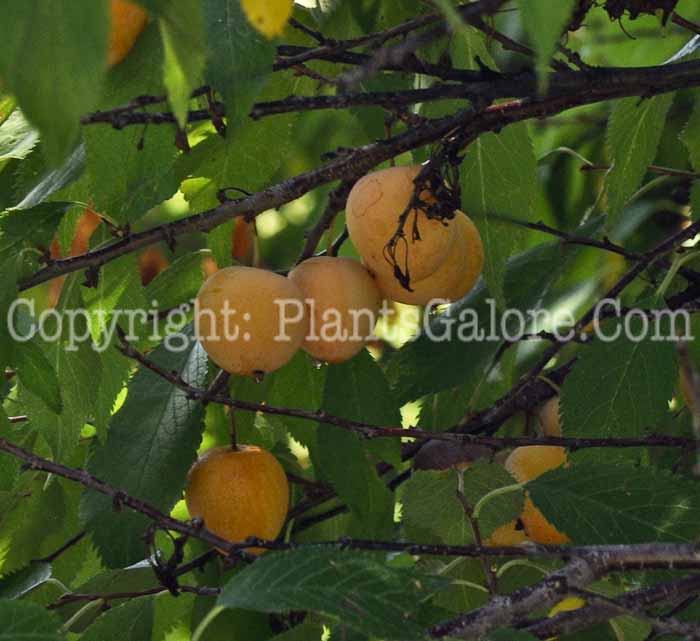 PGC-T-Prunus-americana-aka-American-Plum-2