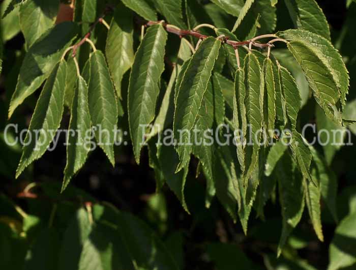 PGC-T-Prunus-americana-aka-American-Plum-3