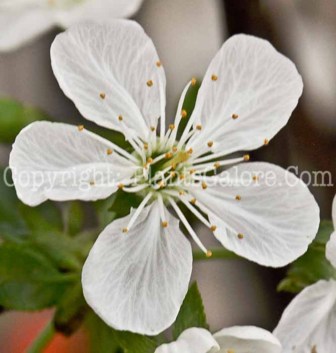 PGCTPrunuscerasusBalatonakaBalatonCherry3