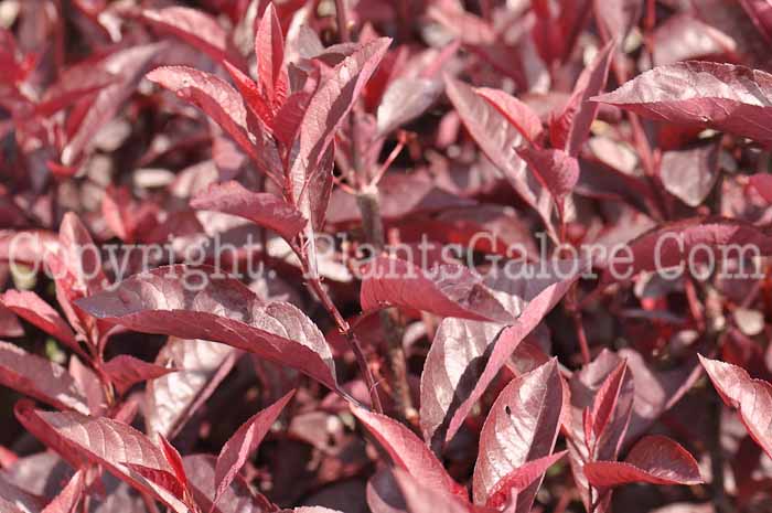 PGC-T-Prunus-cistena-aka-Cistena-Plum-1