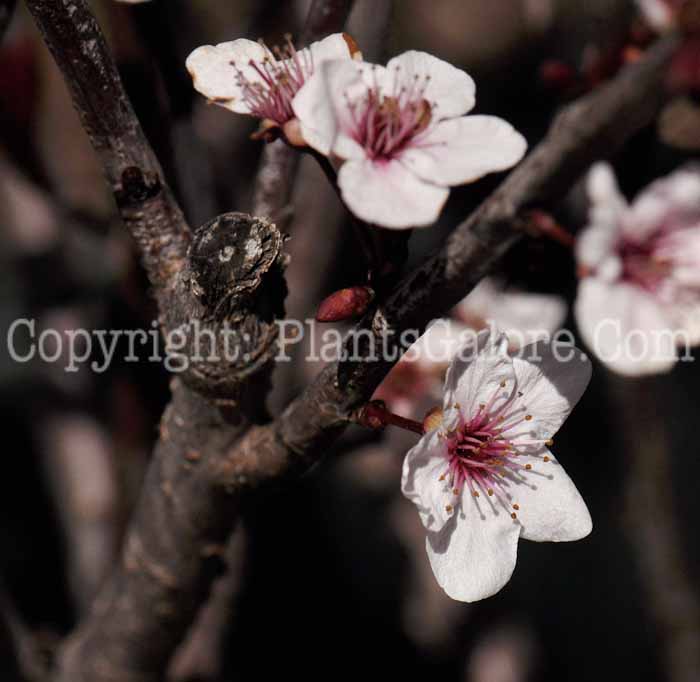 PGC-T-Prunus-cistena-aka-Cistena-Plum-5