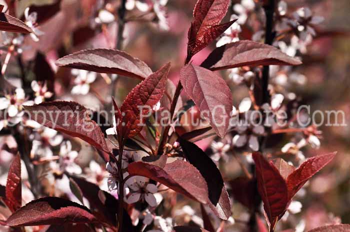 PGC-T-Prunus-cistena-aka-Cistena-Plum-6