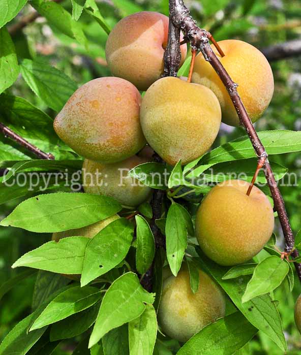 PGC-T-Prunus-domestica-aka-Plum-13-1