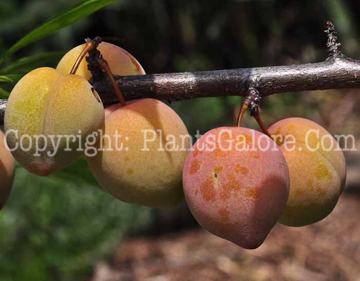 PGC-T-Prunus-domestica-aka-Plum-13-2