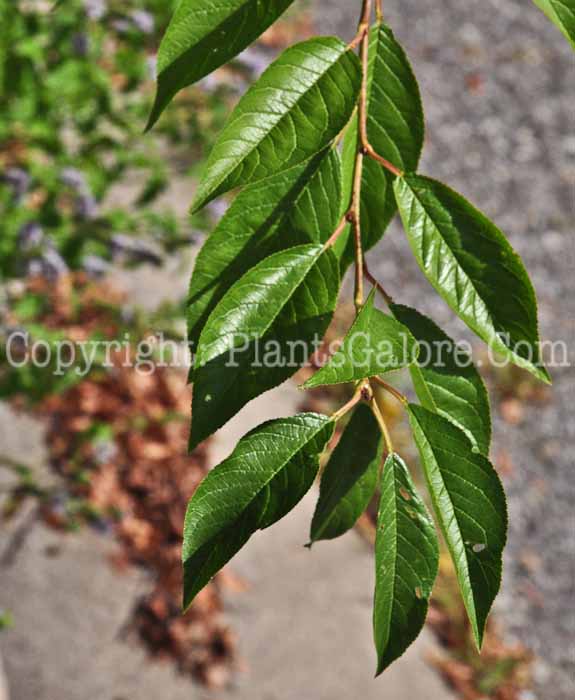 PGC-T-Prunus-domestica-aka-Plum-13-3