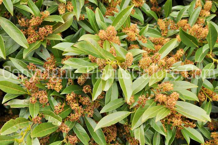 PGC-T-Prunus-lauricerisus-aka-Cherry-Laurel-2