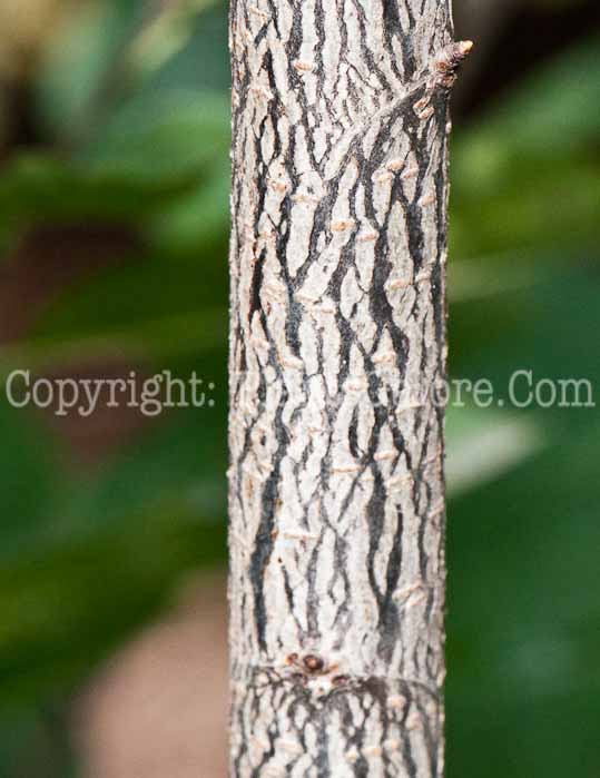 PGC-S-Prunus-virginiana-aka-Chokecherry-1013t-1