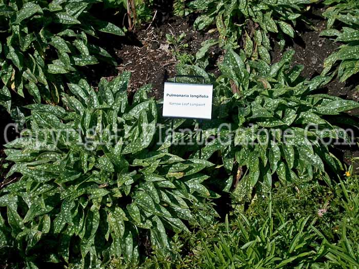 PGC-P-Pulmonaria-longifolia-aka-Narrow-Leaf-Lungwort-2010