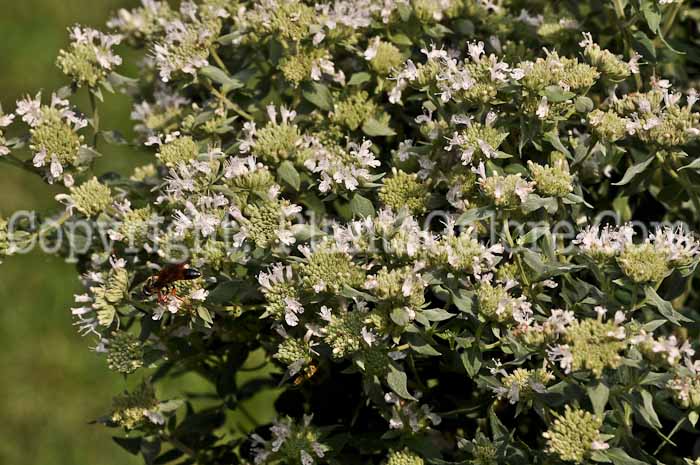 PGC-P-Pycnanthemum-virginianum-aka-Horsemint-2