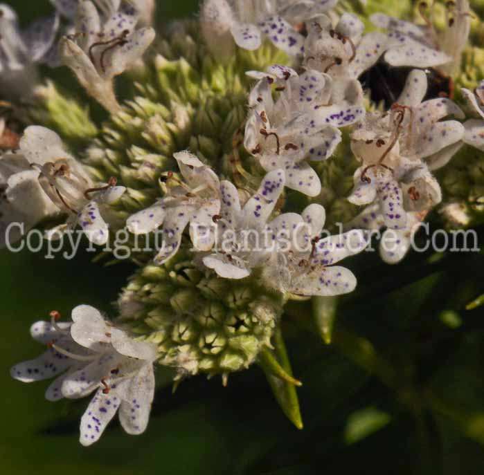 PGC-P-Pycnanthemum-virginianum-aka-Horsemint-4