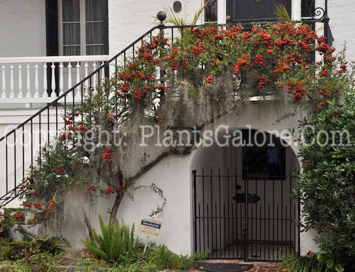 PGC-S-Pyracantha-coccinea-SC-02-2012-1