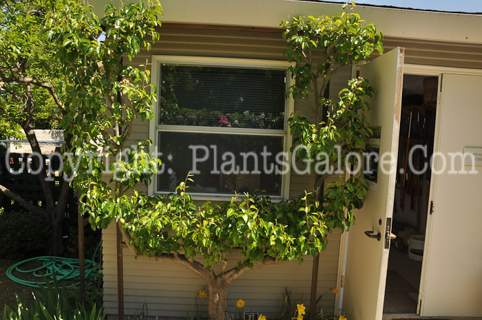 PGC-T-Pyrus-communis-Comice-04-2012.jpg-1