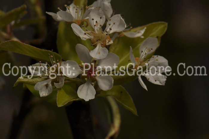 PGC-T-Pyrus-communis-DAnjou-03-2012-3