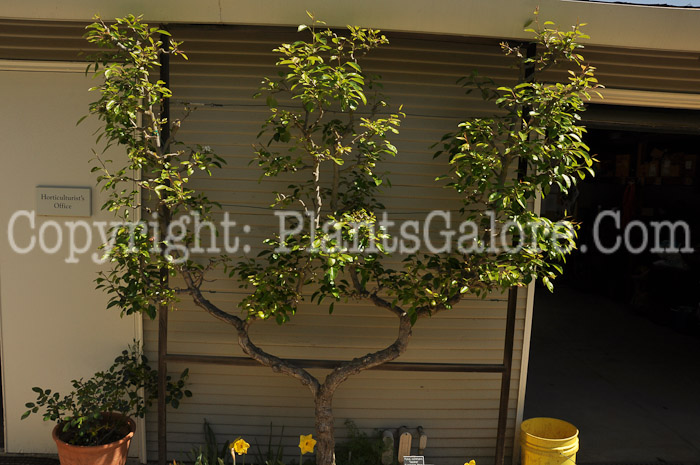 PGC-T-Pyrus-communis-Seckel-04-2012.jpg-1