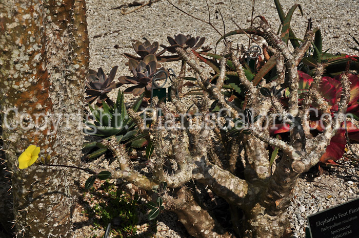 PGC-P-Pachypodium-rosulatum-aka-Elephants-Foot-Plant-2013-3