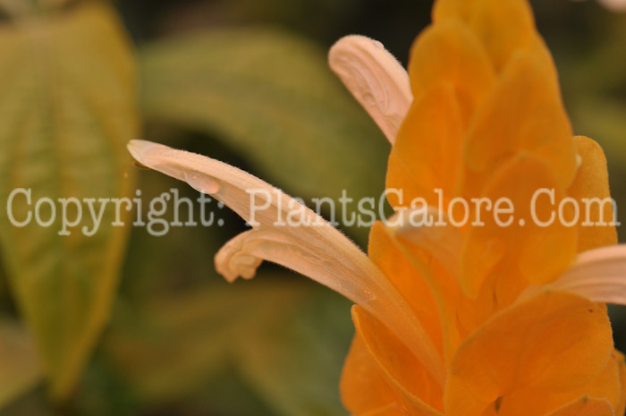 PGC-P-Pachystachys-lutea-aka-Golden-Shrimp-Plant-1