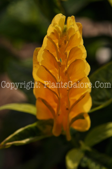 PGC-P-Pachystachys-lutea-aka-Golden-Shrimp-Plant-3