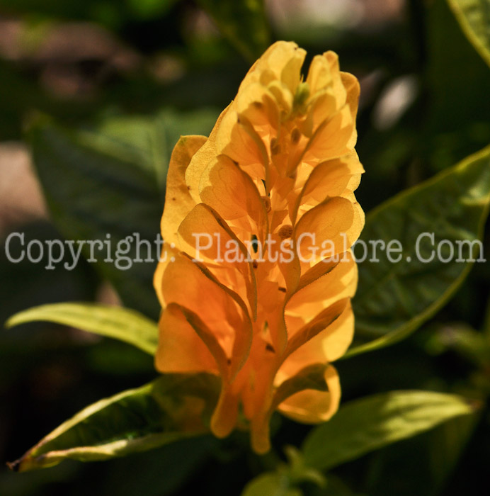 PGC-P-Pachystachys-lutea-aka-Golden-Shrimp-Plant-5