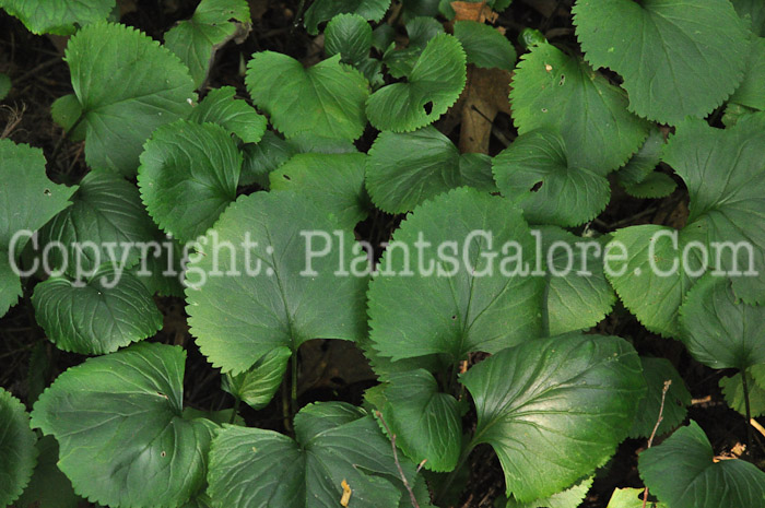 PGC-P-Packera-aurea-aka-Heart-Leaved-Groundsel-1