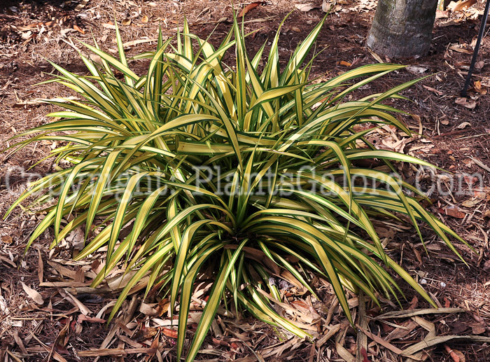 PGC-P-Pandanas-baptisitii-aka-Variegated-Dwarf-Pandanas-2