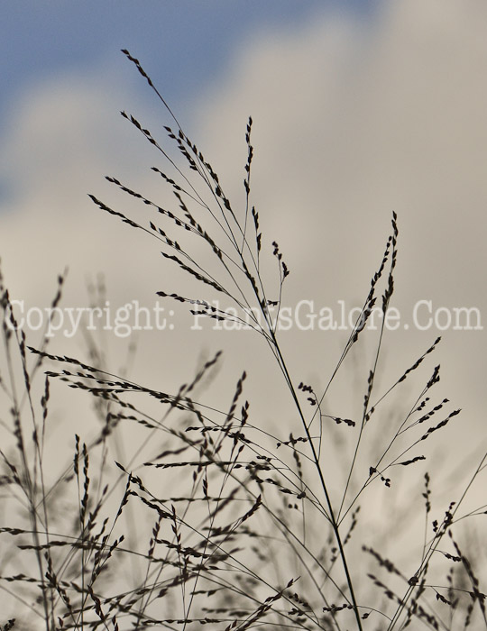 PGC-G-Panicum-Thundercloud-0912 (2 of 4)