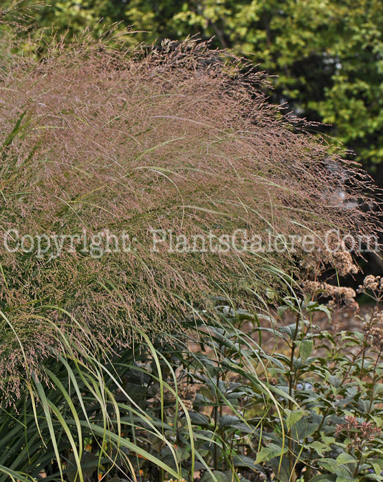 PGC-G-Panicum-Thundercloud-0912 (3 of 4)