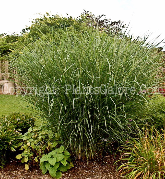 PGC-G-Panicum-virgatum-Cloud-Nine-01