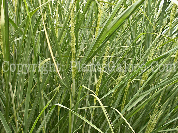 PGC-G-Panicum-virgatum-Cloud-Nine-03