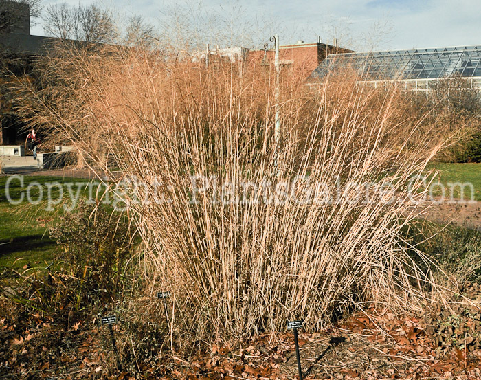 PGC-G-Panicum-virgatum-Cloud-Nine-2010-01