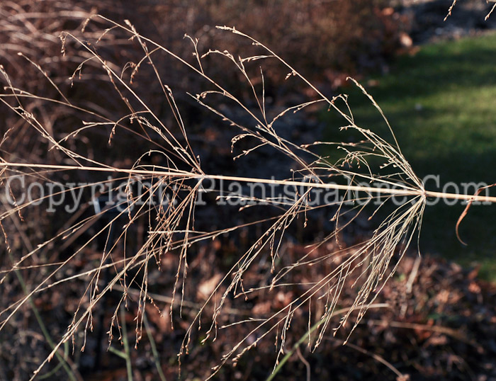 PGC-G-Panicum-virgatum-Cloud-Nine-2010-06