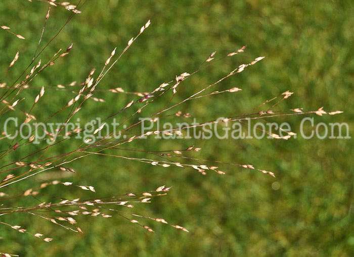 PGC-G-Panicum-virgatum-Shenandoah-aka-Switch-Grass-0912 (1 of 5)