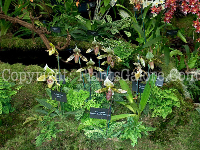 PGC-P-Paphiopedilum-2010