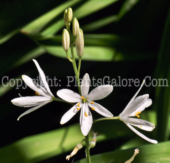 PGC-P-Paradisea-lusitanicum-aka-Paradise-Lily-1