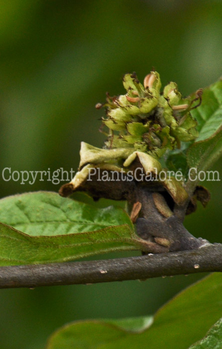 PGC-T-Parrotia-persica-aka-Persian-Parrotia-5