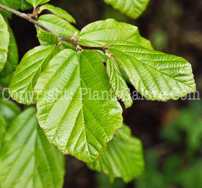 PGC-T-Parrotia-persica-aka-Persian-Parrotia-leaves-3