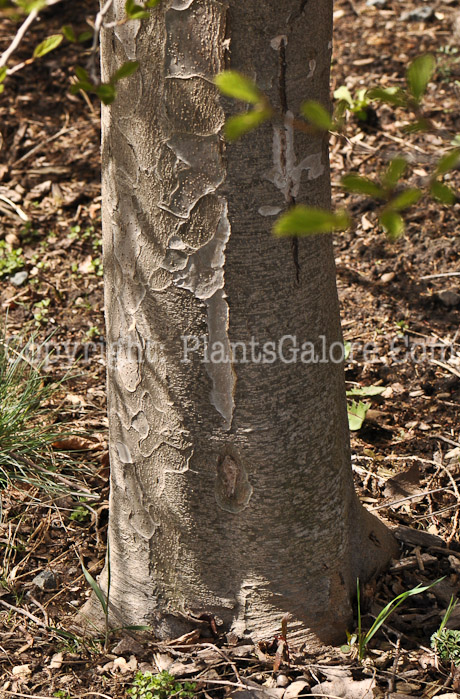 PGC-T-Parrotia-persica-aka-Persian-Parrotia-trunk-2