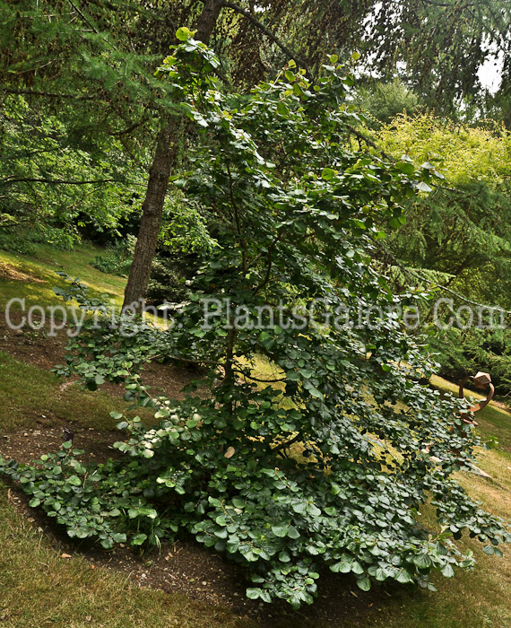 PGC-T-Parrotiopsis-jacquemontiana-2012 (3 of 4)