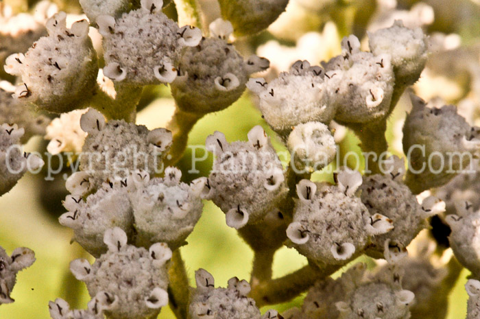 PGC-P-Parthenium-integrifolium-aka-Wild-Quinine-1