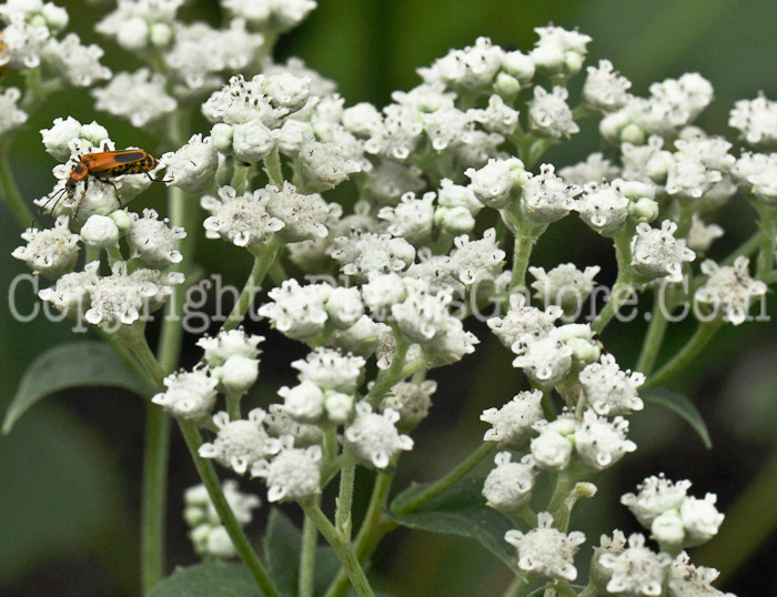PGC-P-Parthenium-integrifolium-aka-Wild-Quinine-5
