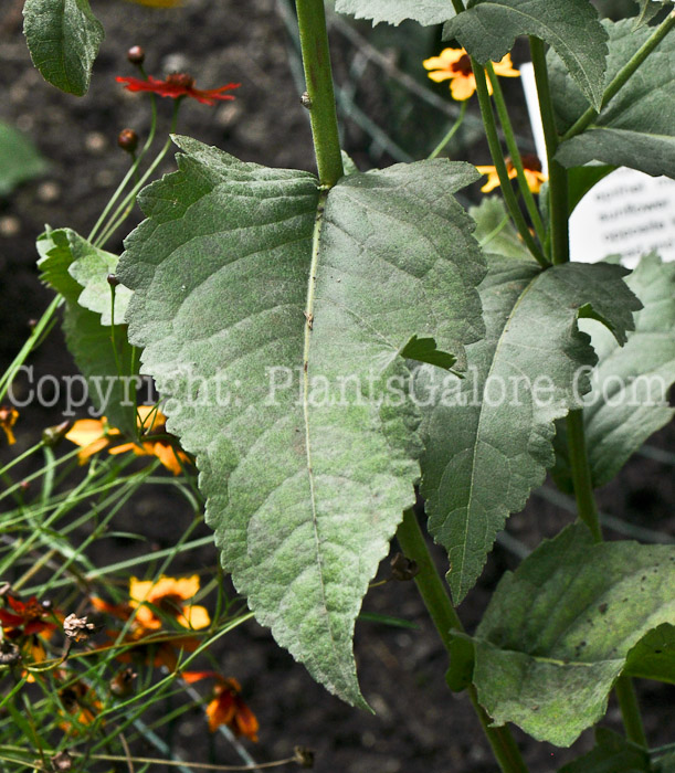 PGC-P-Parthenium-integrifolium-aka-Wild-Quinine-6