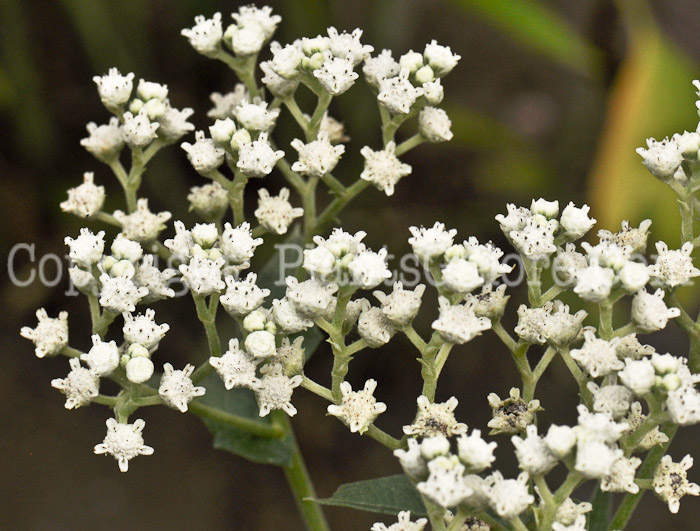 PGC-P-Parthenium-integrifolium-aka-Wild-Quinine-7