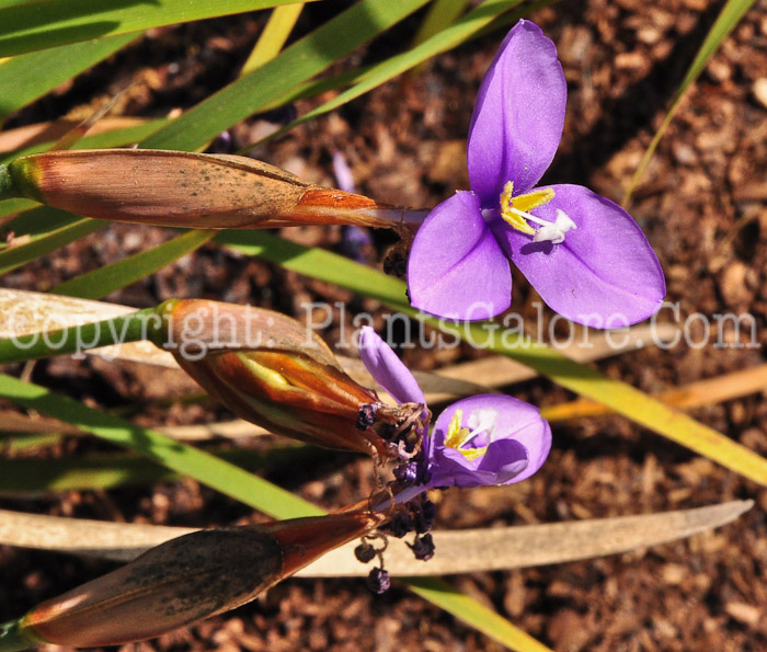 PGC-P-Patersonia-occidentalis-0513-1