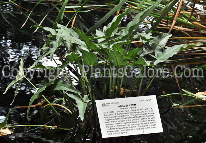 PGC-P-Peltandra-virginica-aka-Arrow-Arum-0001